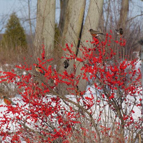 Ilex verticillata 'FarrowBPop' USPP 25,83 ~ Berry Poppins® Winterberry-ServeScape