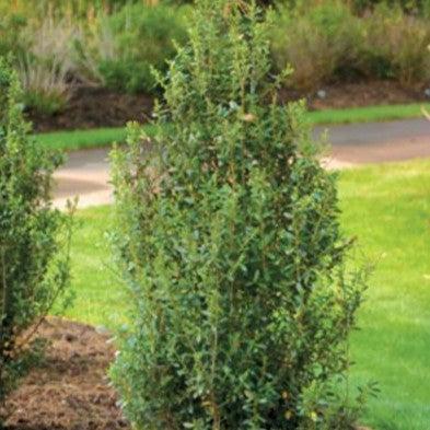 Ilex crenata 'Farrowone' ~ Sky Box® Japanese Holly-ServeScape