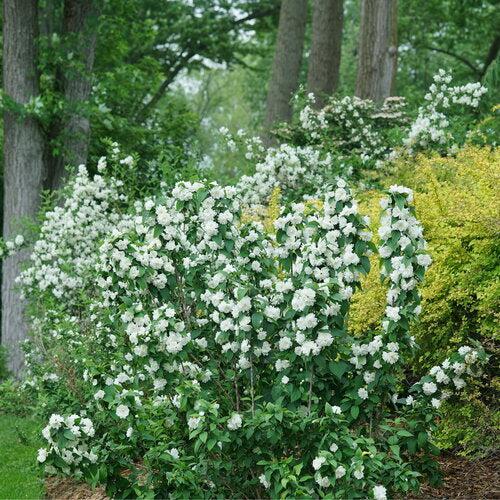 Philadelphus coronarius 'SMNPSDW' ~ Illuminati Spice® Mockorange-ServeScape