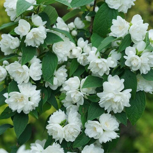 Philadelphus coronarius 'SMNPSDW' ~ Illuminati Spice® Mockorange-ServeScape