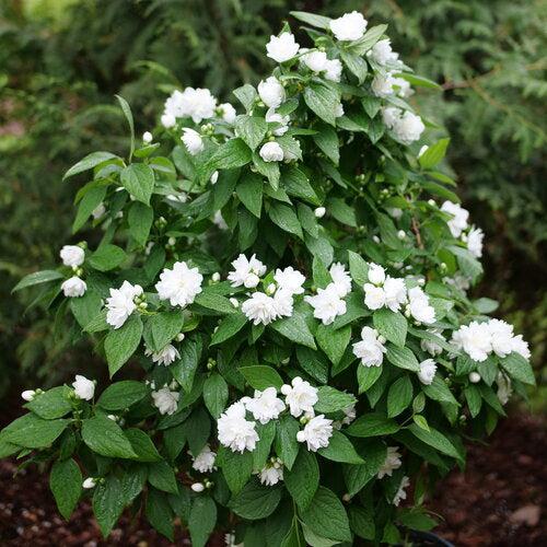 Philadelphus coronarius 'SMNPSDW' ~ Illuminati Spice® Mockorange-ServeScape