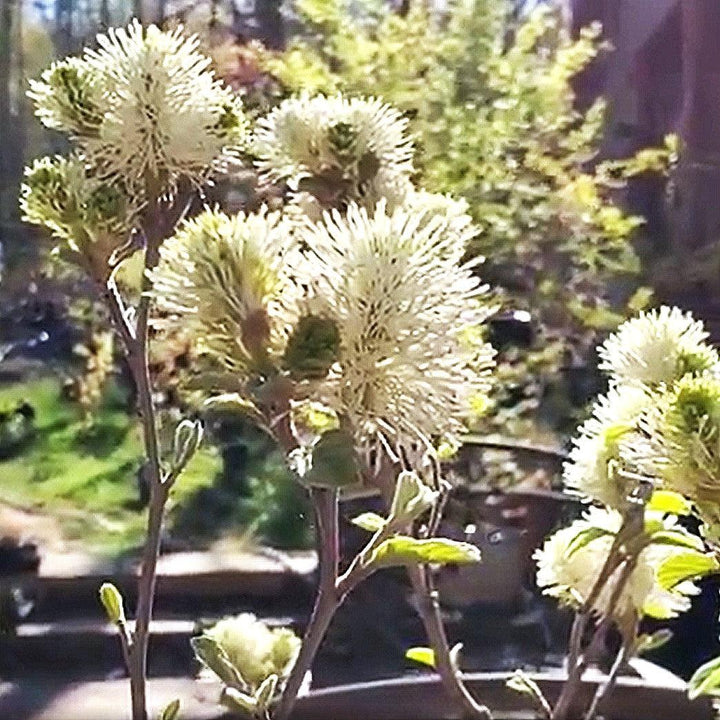 Fothergilla x intermedia 'Blue Shadow' ~ Blue Shadow Fothergilla-ServeScape