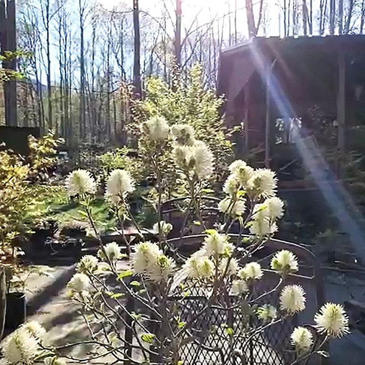 Fothergilla x intermedia 'Blue Shadow' ~ Blue Shadow Fothergilla-ServeScape