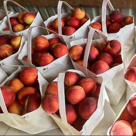 Prunus persica 'Majestic' ~ Majestic Peach-ServeScape