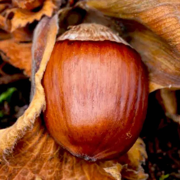 Corylus avellana 'Webster' ~ Webster Hazelnut-ServeScape