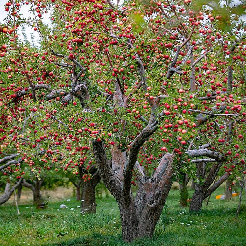 Corylus avellana 'Felix' ~ Felix Hazelnut-ServeScape