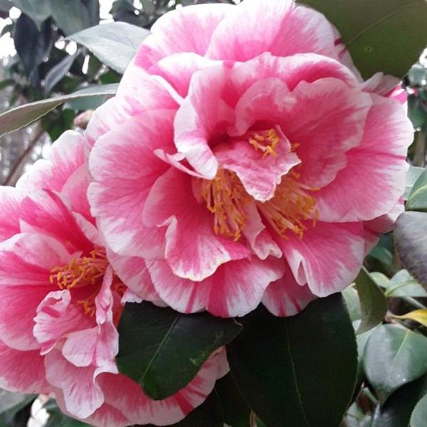 Camellia japonica ‘Herme Special’ ~ Herme Special Camellia-ServeScape