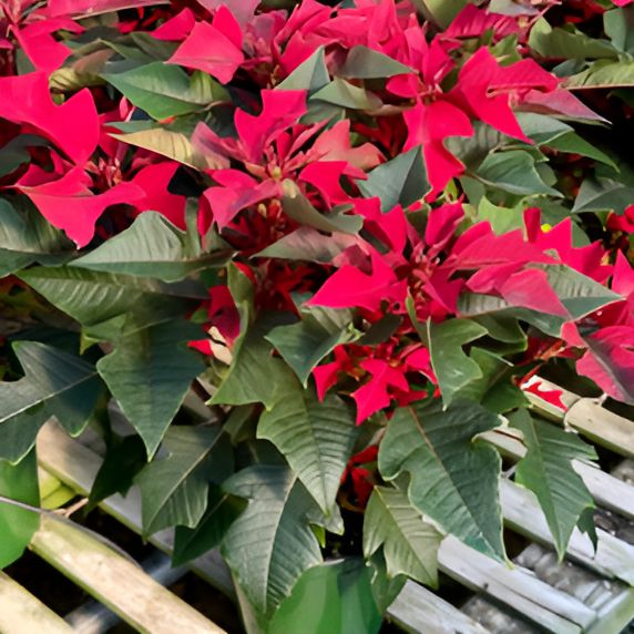 Euphorbia pulcherrima 'Red Ribbon' ~ Red Ribbon Poinsettia-ServeScape