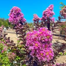 Lagerstroemia 'Mystic Magenta' ~ Black Diamond® Mystic Magenta™ Crape Myrtle-ServeScape