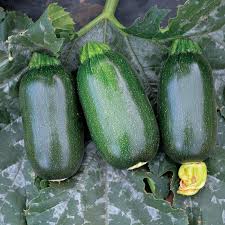 Assorted Vegetables ~ Cucumbers, Melons, Squash, and Okra Vegetables (4.5in)-ServeScape