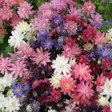 Aquilegia vulgaris 'Clementine Mix' ~ Clementine Mix Columbine-ServeScape