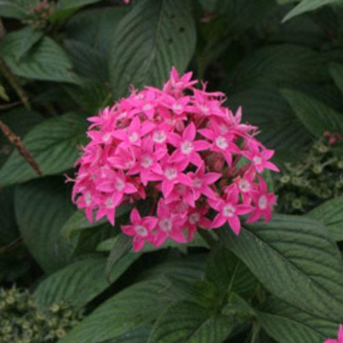 Pentas lanceolata 'Butterfly Deep Pink' ~ Butterfly Deep Pink Star Flower-ServeScape