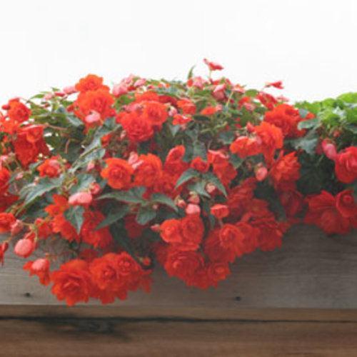 Begonia x tuberhybrida 'Illumination Orange' ~ Illumination® Orange Begonia-ServeScape
