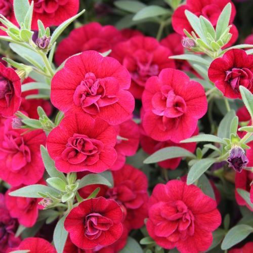 Calibrachoa hybrid 'USCAL83901' ~ PW® Superbells® Double Ruby Calibrachoa-ServeScape