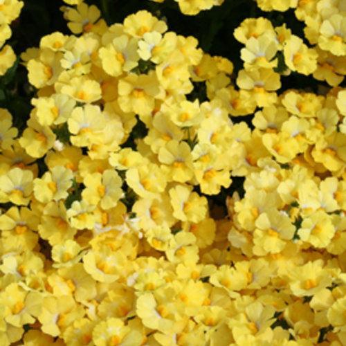 Nemesia 'Intraigoldtwo' ~ PW® Sunsatia® Lemon Nemesia-ServeScape