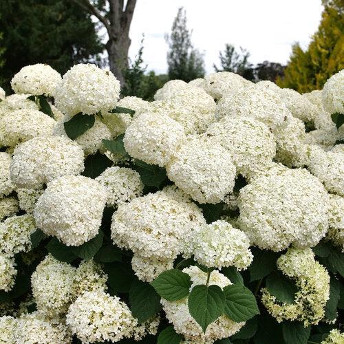 Hydrangea arborescens 'SMNHAGOV' ~ PW® Incrediball® Storm Proof™ Hydrangea-ServeScape