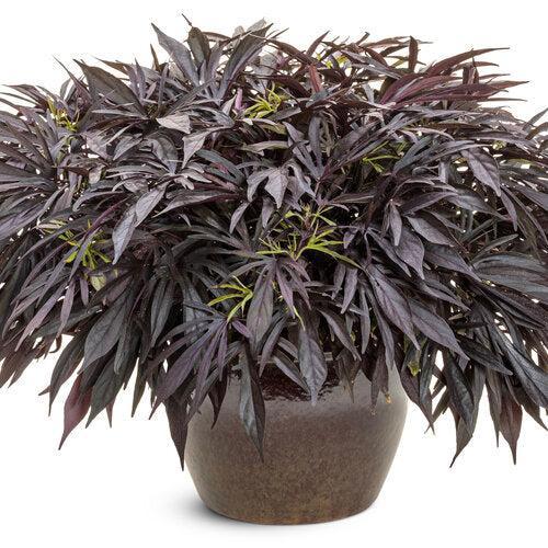Ipomoea batatas ‘NCORNSP-033SCMP’ ~ PW® Sweet Caroline Medusa™ Black Sweet Potato-ServeScape