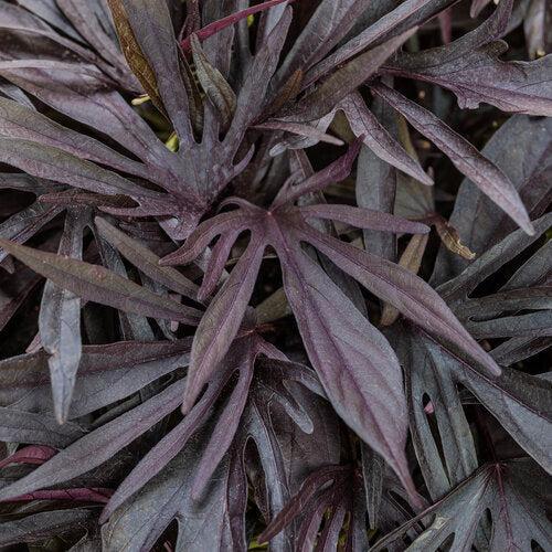 Ipomoea batatas ‘NCORNSP-033SCMP’ ~ PW® Sweet Caroline Medusa™ Black Sweet Potato-ServeScape