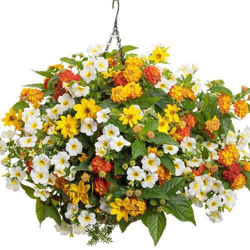 King's Greenhouse ~ PW® Ireland Combo-ServeScape