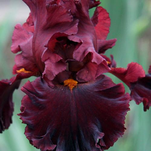 Iris germanica 'Iconic' ~ Iconic Bearded Iris-ServeScape