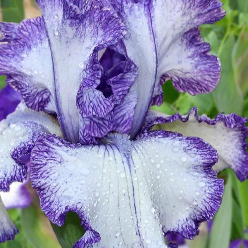Iris germanica 'Ink Pattern' ~ Ink Pattern Bearded Iris-ServeScape
