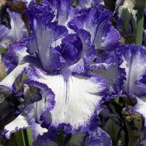 Iris germanica 'Ink Pattern' ~ Ink Pattern Bearded Iris-ServeScape
