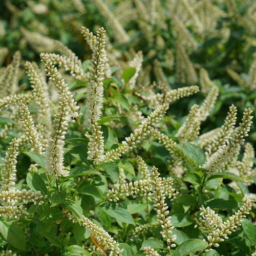 Itea virginica 'SMNIVMM' PP33549 ~ PW® Fizzy Mizzy® Sweetspire-ServeScape