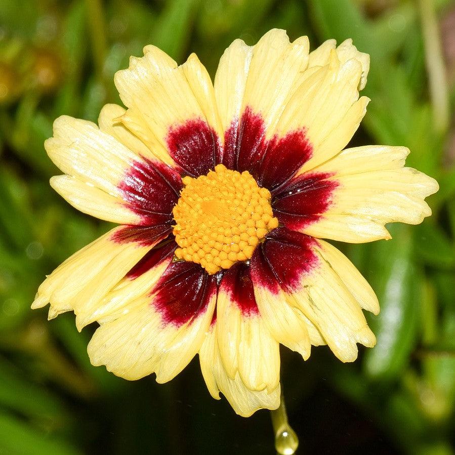 Coreopsis 'Balupteamed' PP28866 ~ Monrovia® Uptick™ Cream & Red Coreopsis-ServeScape