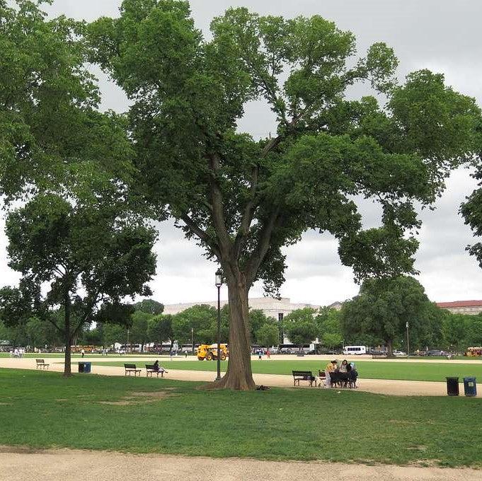 Ulmus americana ‘Jefferson’ ~ Jefferson American Elm-ServeScape