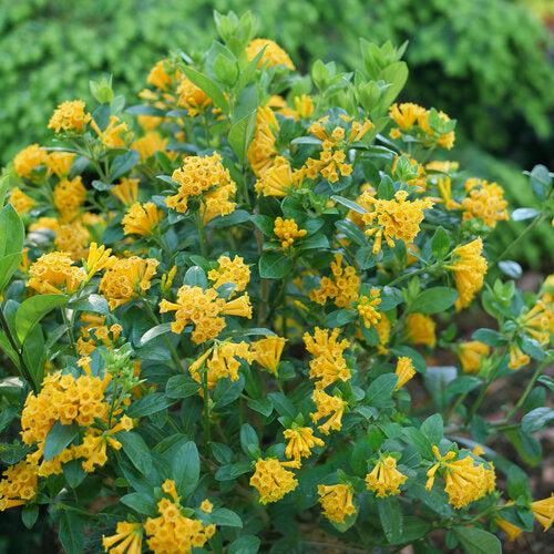 Cestrum 'Orange Peel' ~ Juiced® Orange Jessamine-ServeScape