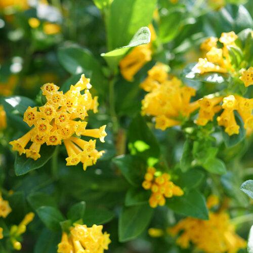 Cestrum 'Orange Peel' ~ Juiced® Orange Jessamine-ServeScape