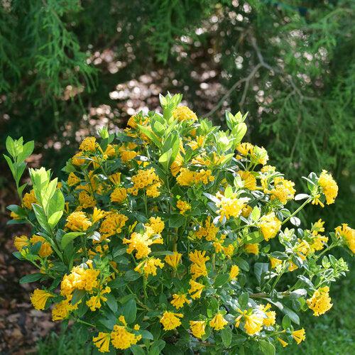 Cestrum 'Orange Peel' ~ Juiced® Orange Jessamine-ServeScape