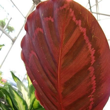 Calathea roseopicta 'Medallion' ~ Monrovia® Medallion Painted Prayer Plant-ServeScape