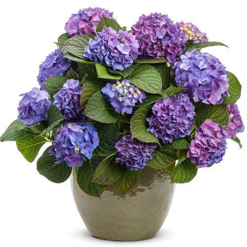 Hydrangea macrophylla 'SMHMTAU' ~ Monrovia® Let's Dance® Blue Jangles® Hydrangea-ServeScape