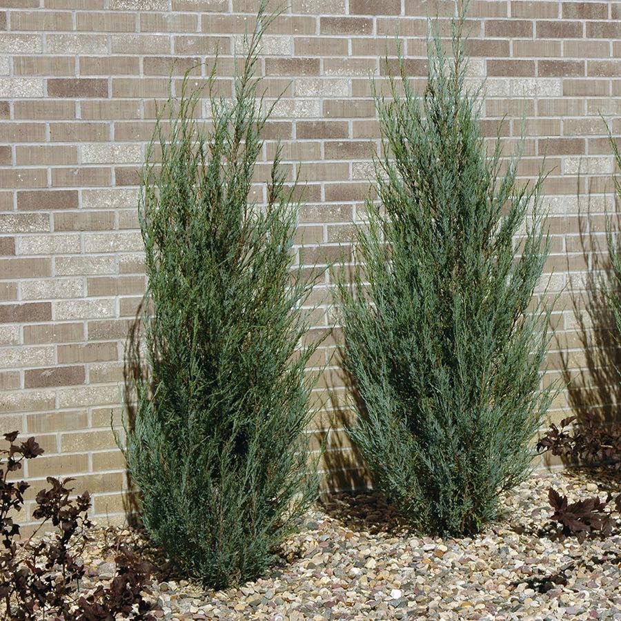 Juniperus scopulorum 'Blue Arrow' ~ Blue Arrow Juniper-ServeScape