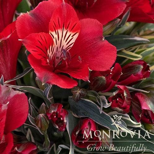 Alstroemeria x 'Zaprikatia' ~ Monrovia® Colorita® Katiana® Peruvian Lily-ServeScape