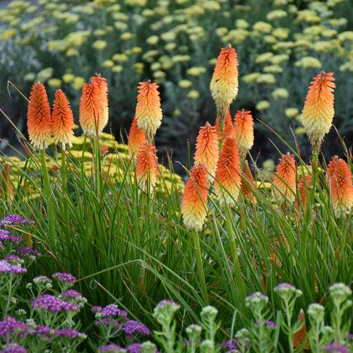 Kniphofia 'Hot and Cold' PP31185 ~ PW® Pyromania® Hot and Cold Red Hot Poker-ServeScape