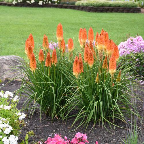 Kniphofia 'Backdraft' ~ PW® Pyromania® Backdraft Red Hot Poker, Torch Lily-ServeScape