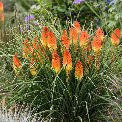 Kniphofia 'Backdraft' ~ PW® Pyromania® Backdraft Red Hot Poker, Torch Lily-ServeScape