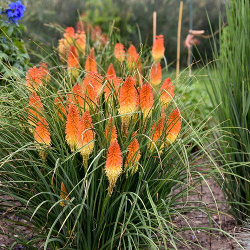 Kniphofia 'Backdraft' ~ PW® Pyromania® Backdraft Red Hot Poker, Torch Lily-ServeScape