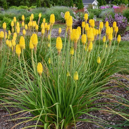 Kniphofia 'Citrus Sunrise' ~ Rise & Shine™ Citrus Sunrise Torch Lily-ServeScape