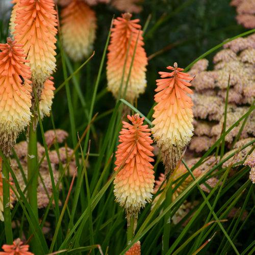 Kniphofia 'Hot and Cold' PP31185 ~ PW® Pyromania® Hot and Cold Red Hot Poker-ServeScape