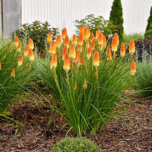 Kniphofia 'Hot and Cold' PP31185 ~ PW® Pyromania® Hot and Cold Red Hot Poker-ServeScape