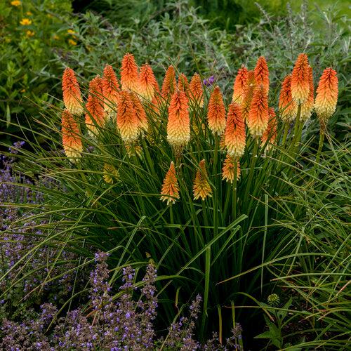 Kniphofia 'Hot and Cold' PP31185 ~ PW® Pyromania® Hot and Cold Red Hot Poker-ServeScape