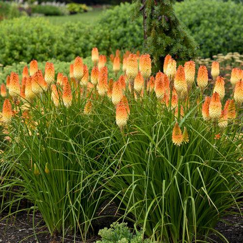 Kniphofia 'Hot and Cold' PP31185 ~ PW® Pyromania® Hot and Cold Red Hot Poker-ServeScape