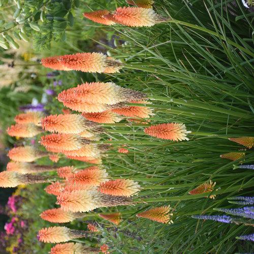 Kniphofia 'Hot and Cold' PP31185 ~ PW® Pyromania® Hot and Cold Red Hot Poker-ServeScape