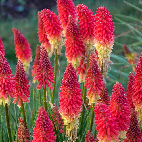 Kniphofia 'Rocket's Red Glare' ~ PW® Pyromania® Rocket's Red Glare Red Hot Poker, Torch Lily-ServeScape