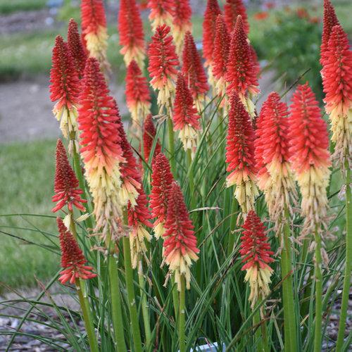 Kniphofia 'Rocket's Red Glare' ~ PW® Pyromania® Rocket's Red Glare Red Hot Poker, Torch Lily-ServeScape