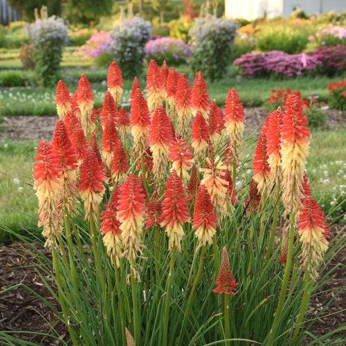 Kniphofia 'Rocket's Red Glare' ~ PW® Pyromania® Rocket's Red Glare Red Hot Poker, Torch Lily-ServeScape