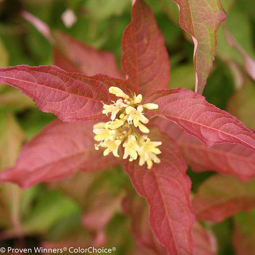 Diervilla 'G2X88544' ~ Kodiak® Orange Honeysuckle-ServeScape